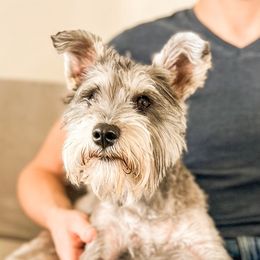 Maple - Miniature Schnauzer