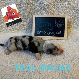 Australian Shepherd Puppies from Kayla's Aussies