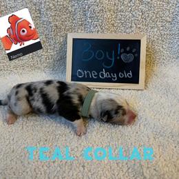 Australian Shepherd Puppies from Kayla's Aussies
