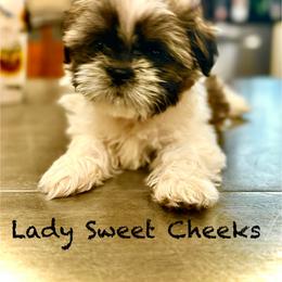 Lady Sweet Cheeks - Red and white female Shih Tzu puppy in Buena Park, California from LowCol Ranch