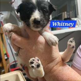 Whitney - White and black female Shetland Sheepdog puppy in Kaycee, Wyoming from Heavenly Shelties