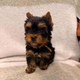 Kylo - Black and tan male Yorkshire Terrier puppy in Georgia from Nalley Kennels