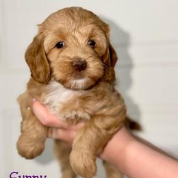 Sunny - Red female Australian Labradoodle puppy in Beecher, Illinois from Erica’s Doodles