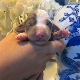 Fiona - Sable female Dachshund puppy in El Cajon, California from Lisa Buxton