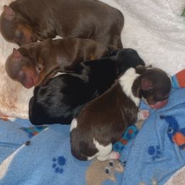 Yorkshire Terrier puppies from Sandra's Yorkies