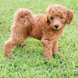 Goldendoodle Puppies from Summer Sun Doodles