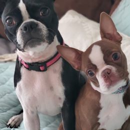 Boston Terriers from Sweet Southern Boston Terriers