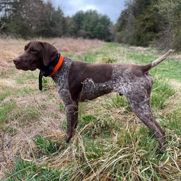 Boomer - German Shorthaired Pointer