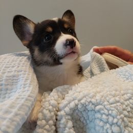 Pembroke Welsh Corgi Puppies from Patrick's Pembroke Welsh Corgis