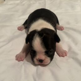Girl 2 - Black brindle and white female Boston Terrier puppy in Brookville, Ohio from Best Friend Bostons