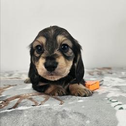 Cream sable male 1 (Orange) - Sable male Dachshund puppy in Belle Rive, Illinois from Akin's Miniature Dachshunds, LLC