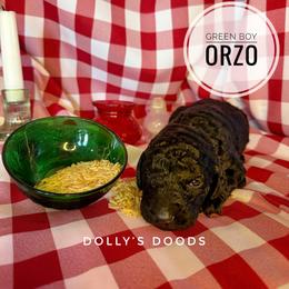 Orzo - Green Boy - Black male Goldendoodle puppy in Harrisburg, Oregon from Dolly’s Doods