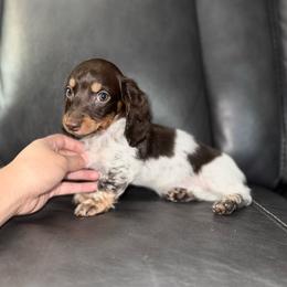 Scout - Piebald male Dachshund puppy in Ceres, California from Rockin' M’s LilBitty Dachshunds (LBD)