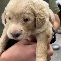 Floyd - Cream male Pyredoodle puppy in Prescott, Washington from Washington Pyredoodles