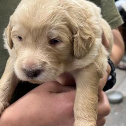 Floyd - Cream male Pyredoodle puppy in Prescott, Washington from Washington Pyredoodles