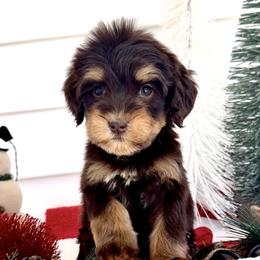 Eerie - Tri-color female Australian Labradoodle puppy in Wesley Chapel, Florida from GWagz