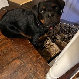 Rottweiler and Yorkshire Terrier Puppies from Superior Family Kennels