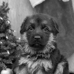 German Shepherd Puppies from Jerry Miller