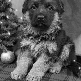 German Shepherd Puppies from Jerry Miller