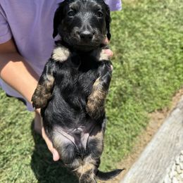 Porkchop 'AKC' 1,100 - Brindle male Dachshund puppy in Seymour, Missouri from High Prairie Kennel