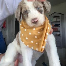 Wynter - Merle female Assorted Doodle Crosses puppy in Port Saint Lucie, Florida from Sommerdoodle