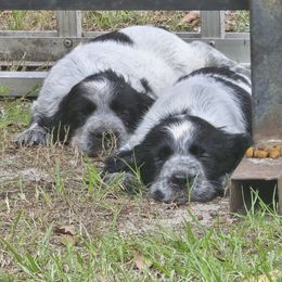 Boykin Spaniel and English Springer Spaniel Puppies from 31 Pines Springers & Retrievers