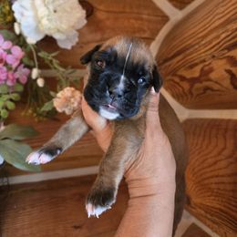 Girl 5 - Boxer puppy in Forsyth, Montana from Hert's Big Sky Boxers