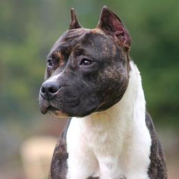 Bonnie - American Staffordshire Terrier