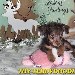 Teddy Roosevelt Terrier Puppies from Valley of the Blue Dogs