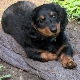 Commander Lawrence - Black and tan male Dachshund puppy in Hobart, Indiana from Cogsworth Cromwell Dachshunds of NW Indiana
