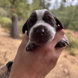 Reyes - Teal Collar - Liver roan female German Shorthaired Pointer puppy in Mokelumne Hill, California from Underhill GSP