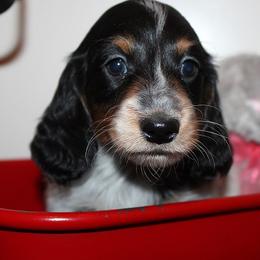 Boy 1 - Black and tan male Dachshund puppy in Craig, Colorado from Rocky Mountain Shih Tzus and Dry Creek Miniature Dachshunds