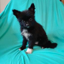Velvet - Black parti female Pomeranian puppy in Northport, Alabama from 007 Hamilton Pomeranian