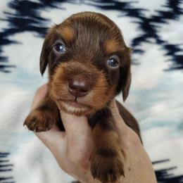 Boy 2 - Chocolate and tan male Dachshund puppy in Clayton, Indiana from Love Struck Miniature Dachshunds