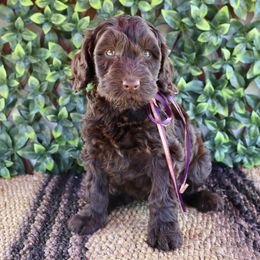 Ash - Chocolate male Australian Labradoodle puppy in Hartshorne, Oklahoma from Jena Edmond