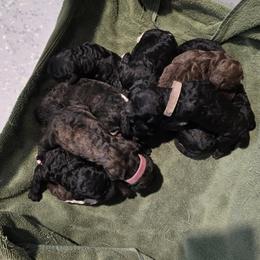 Brown Tux Female - Parti female Poodle puppy in Patterson, California from Paterson Poodles