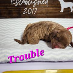 Trouble - Brown Chesapeake Bay Retriever puppy in Columbus Grove, Ohio from Twin Oak's Chesapeakes LLC