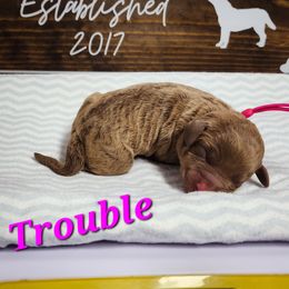 Trouble - Brown Chesapeake Bay Retriever puppy in Columbus Grove, Ohio from Twin Oak's Chesapeakes LLC