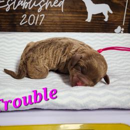Trouble - Brown Chesapeake Bay Retriever puppy in Columbus Grove, Ohio from Twin Oak's Chesapeakes LLC