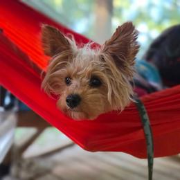Star - Yorkshire Terrier