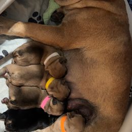 French Bulldog Puppies from House of Royals Bulldogs