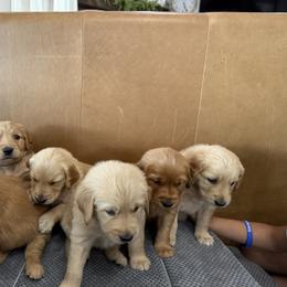 Golden Retriever Puppies from RuTess Goldens