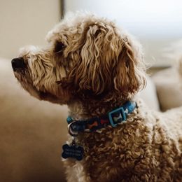 Aussiedoodles, Bernedoodles, and Double Doodles from Whaleydoodles