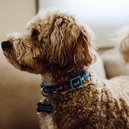 Aussiedoodles, Bernedoodles, and Double Doodles from Whaleydoodles