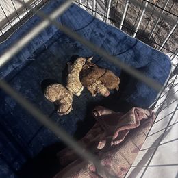 Maltipoo Puppies from Gwich’in Maltipoo