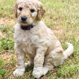 Goldendoodles from Clara Doodles