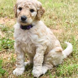 Goldendoodles from Clara Doodles