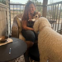 Golden Mountain Doodle Puppies from Belles Golden Mountain Doodles