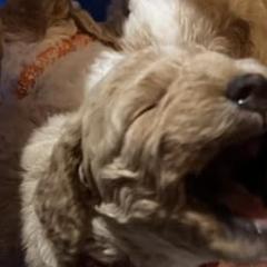 Goldendoodles from Zarrah’s Babies