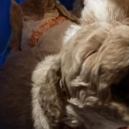 Goldendoodles from Zarrah’s Babies